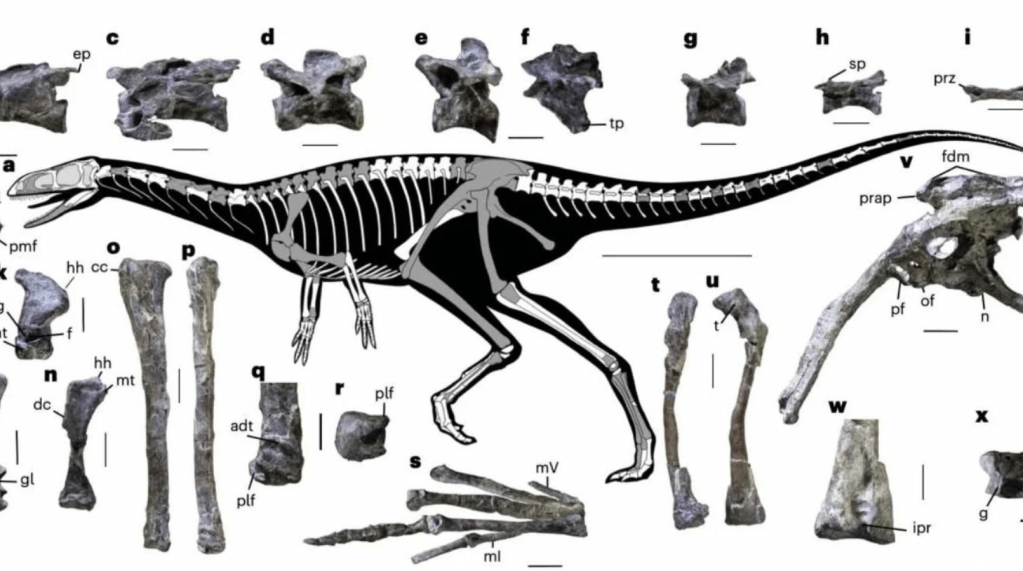 Importante hallazgo en Ischigualasto: descubren un dinosaurio de 230 millones de&nbsp;años