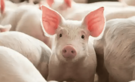 La carne de cerdo gana terreno y cerró 2025 con marcas&nbsp;históricas